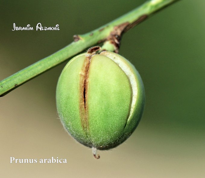 ثمرة المنج (اللوز العربي، اللويزة) - تصوير: أ
