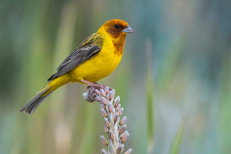 Red-headed_bunting