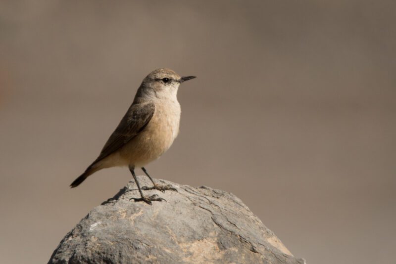 Red-tailed_wheatear