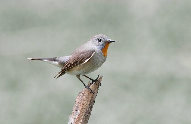 Red-throated_Flycatcher1