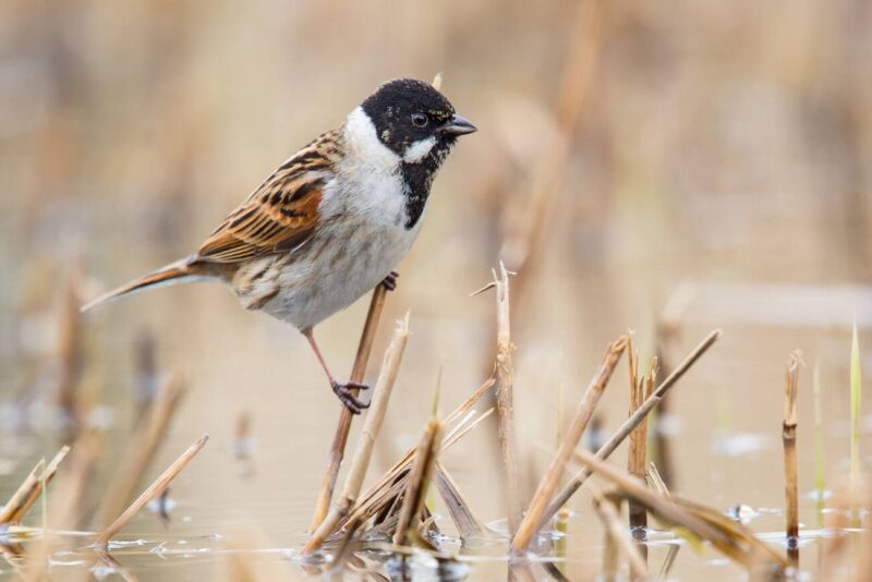 درسة قصبية / Emberiza schoeniclus