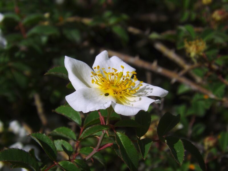Rosa_abyssinica