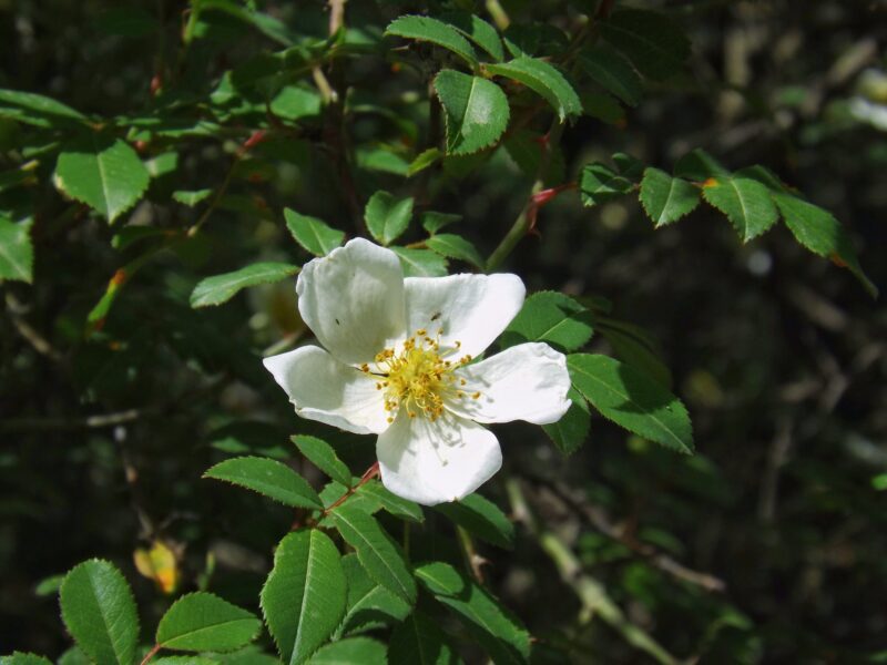 Rosa_abyssinica2