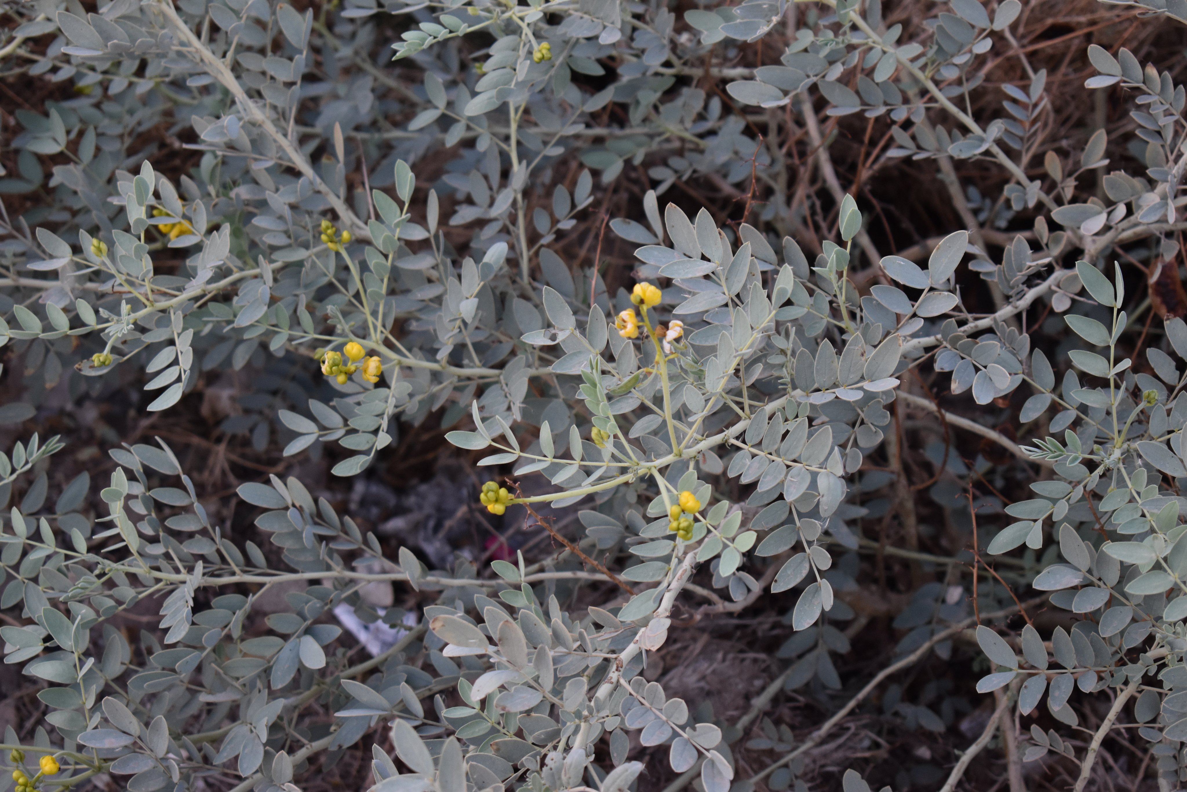 السنا 1 - تصوير Botanist