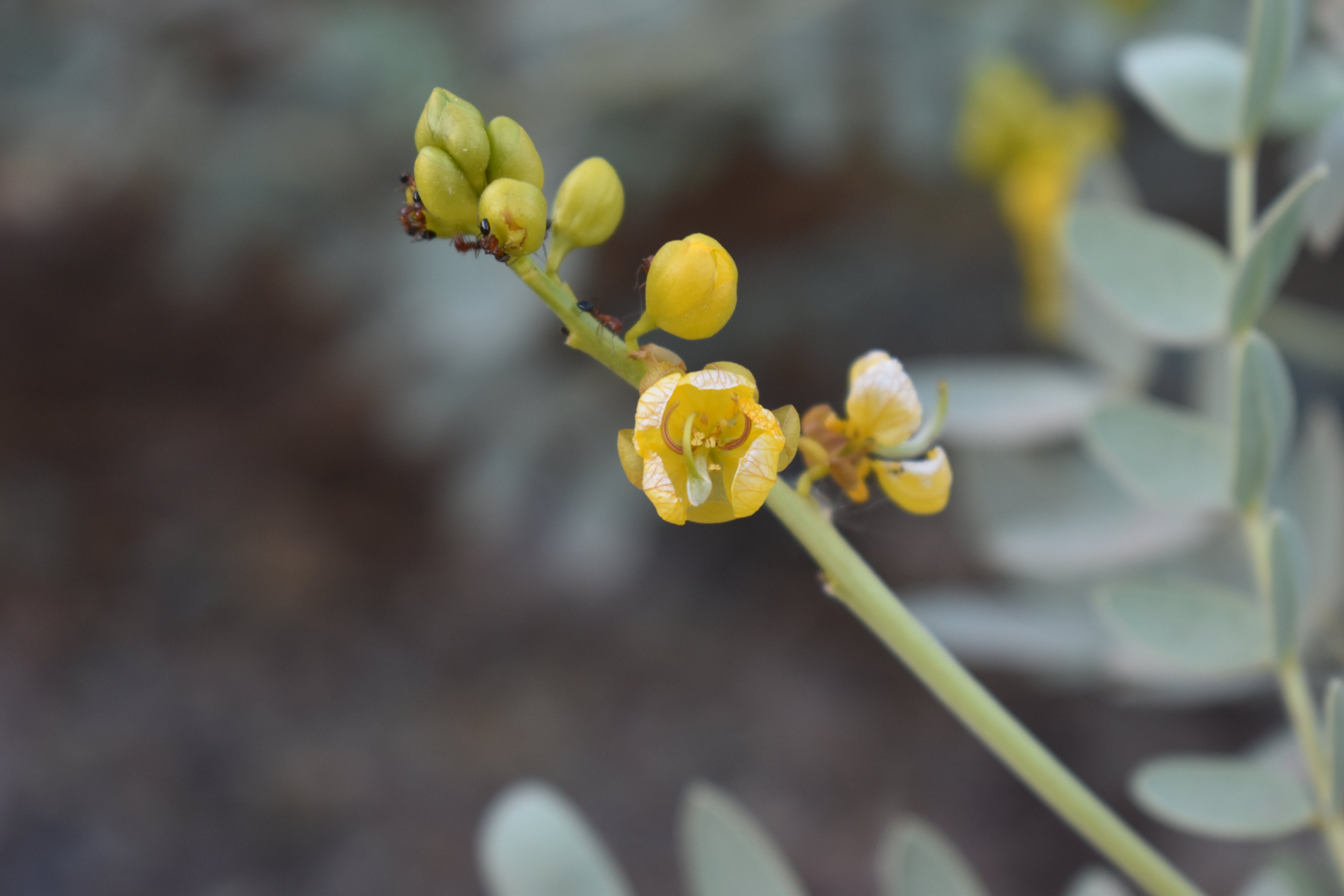 السنا 1 - تصوير Botanist
