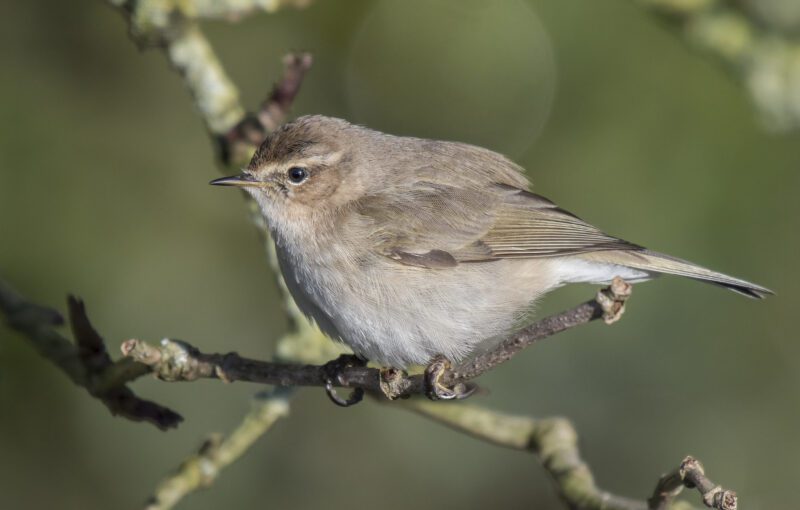 دخلة سيبيرية / Phylloscopus collybita tristis