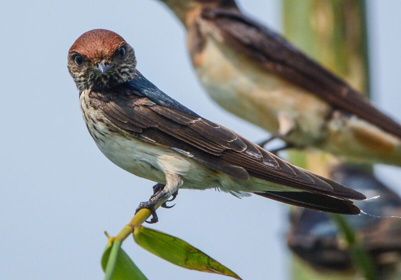 سنونو مخطط زور / Petrochelidon fluvicola