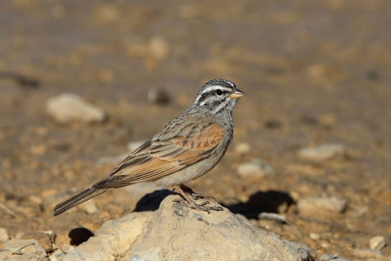 Striolated_Bunting1