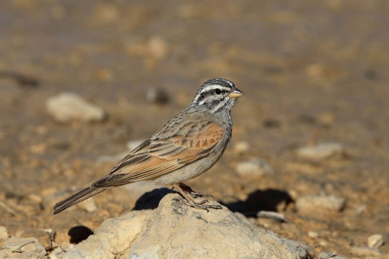 درسة رفيعة التخطيط / Emberiza striolata