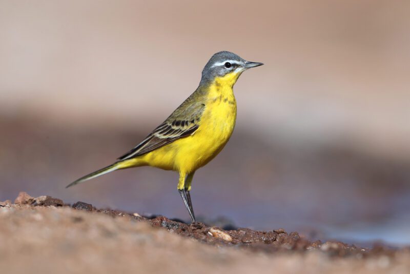 Western_yellow_wagtail
