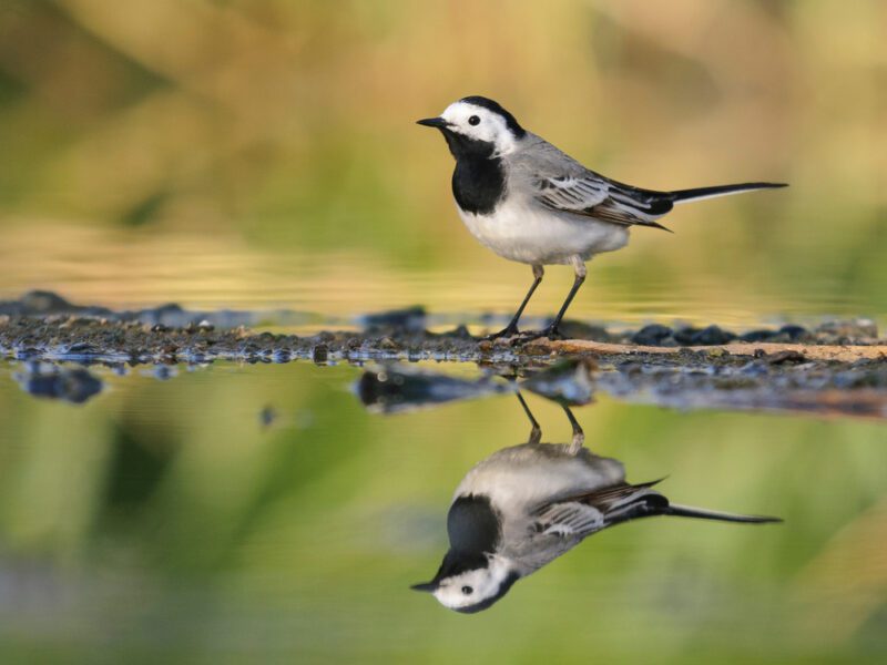 White_wagtail