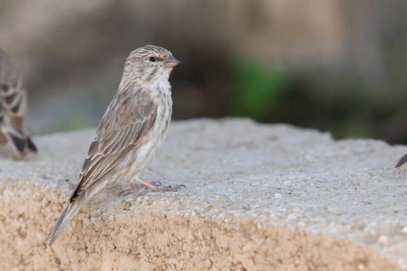 نعار يمني / Crithagra menachensis