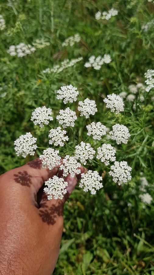 الخلة البرية - تصوير أ