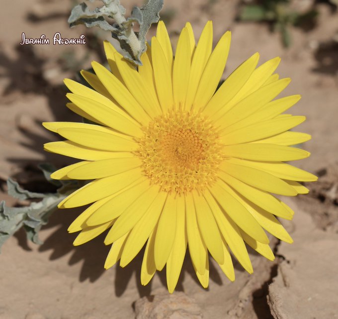 زهرة النقد - تصوير: أ