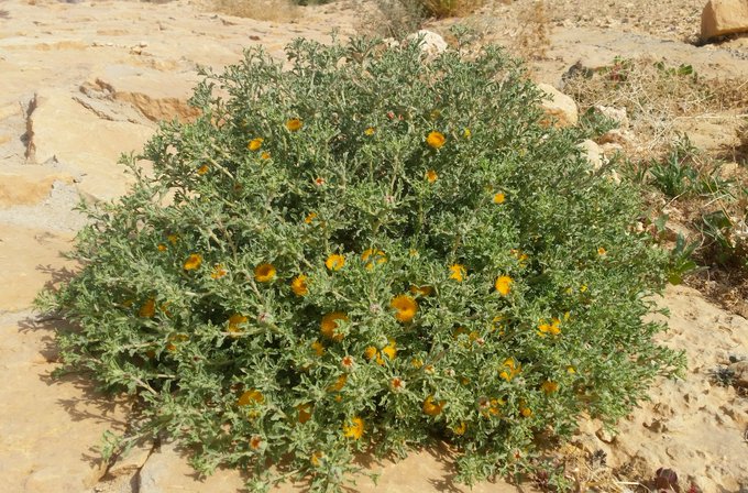 النقد - تصوير: أ