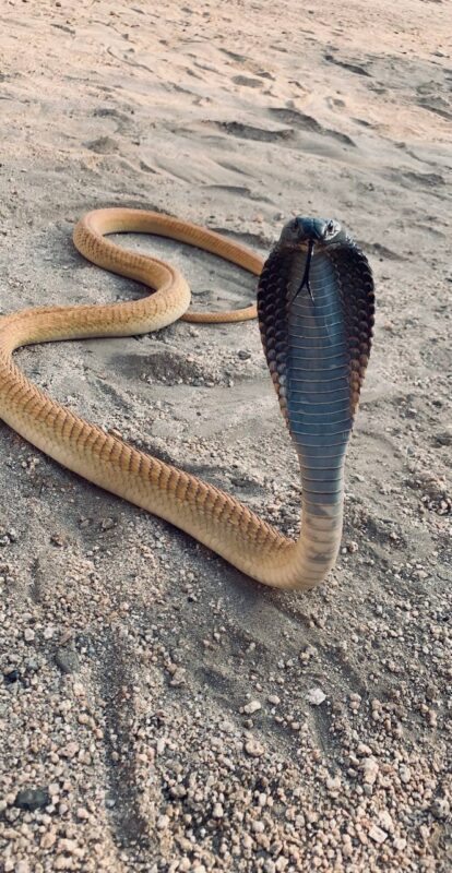  العربية Arabian cobra ، أم حوة، قدار، الداب، الثعبان - تصوير متعب المالكي