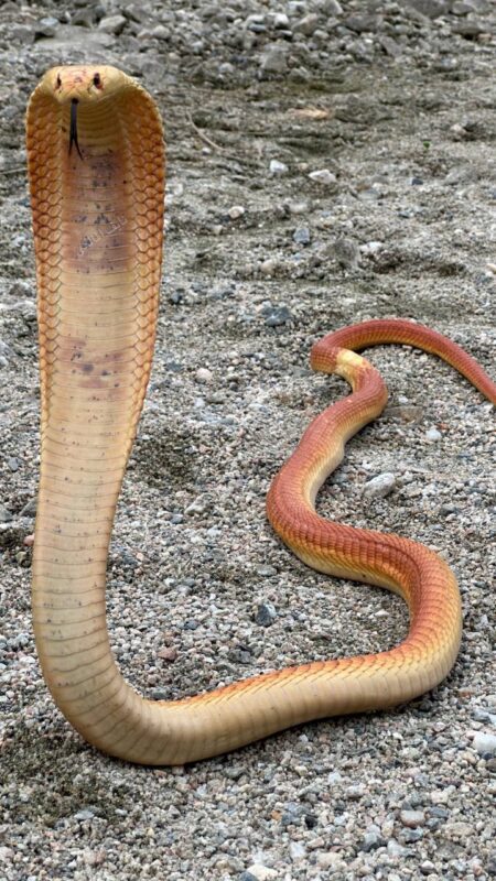  العربية البرتقالي Arabian cobra ، أم حوة، قدار، الداب، الثعبان - تصوير نايف المالكي
