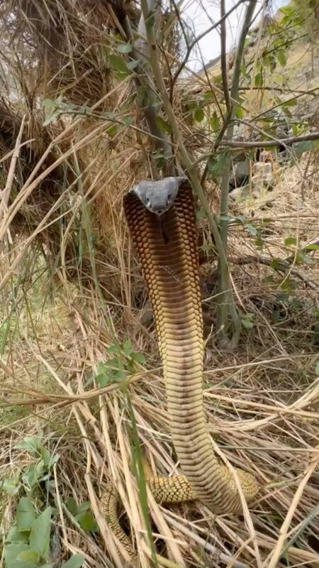  العربية البني Arabian cobra ، أم حوة، قدار، الداب، الثعبان - تصوير نايف المالكي