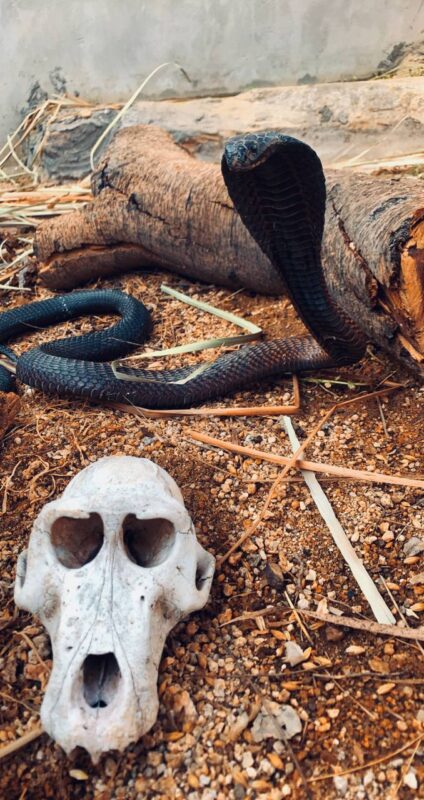  العربية البني Arabian cobra ، أم حوة، قدار، الداب، الثعبان - تصوير متعب المالكي