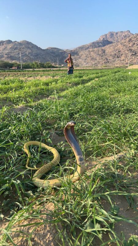 العربية الأصفر Arabian cobra ، أم حوة، قدار، الداب، الثعبان - تصوير متعب المالكي