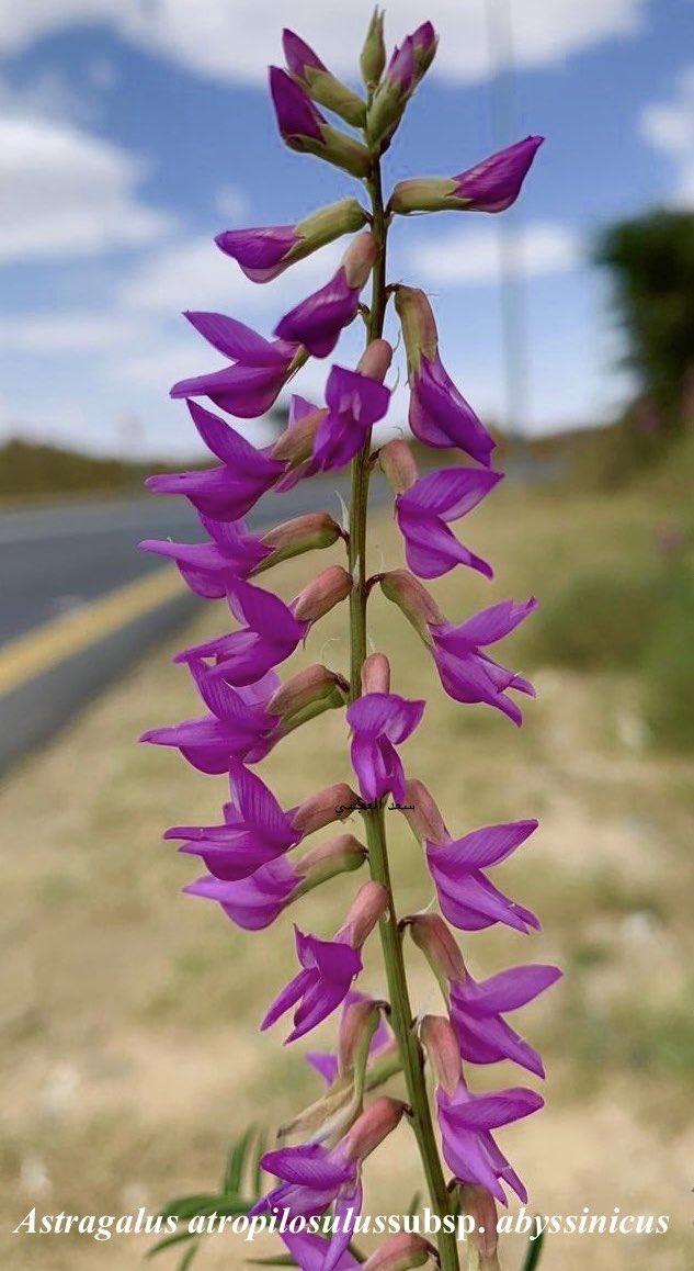 astragalus_atropilosulus-السيف - تصوير: أ