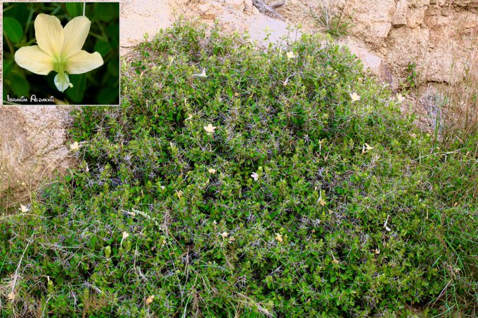 barleria_trispinosa_2