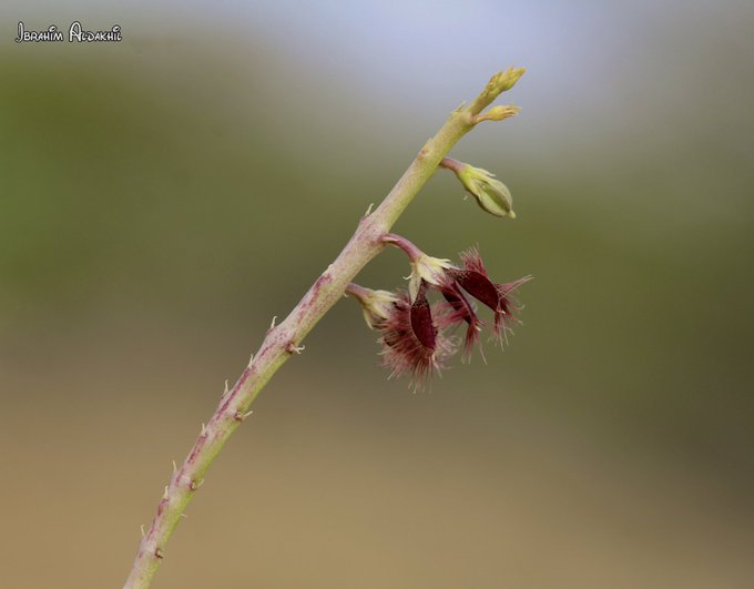 الغلثي المخرازي - تصوير: أ