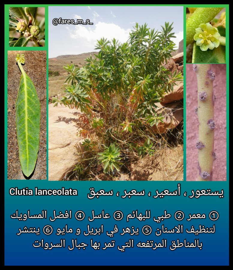 اليسعتور - تصوير: أ. فارس العريفي