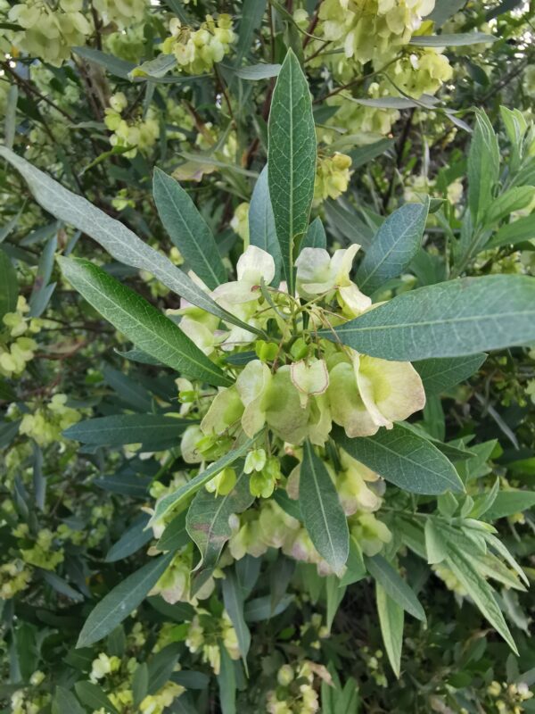 dodonaea_angustifolia1