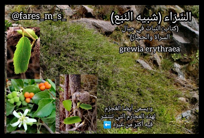 السراء - تصوير: أ