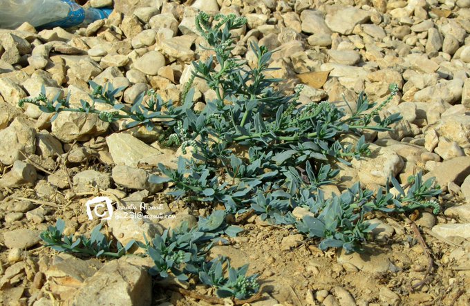 الرمرام - تصوير: أ