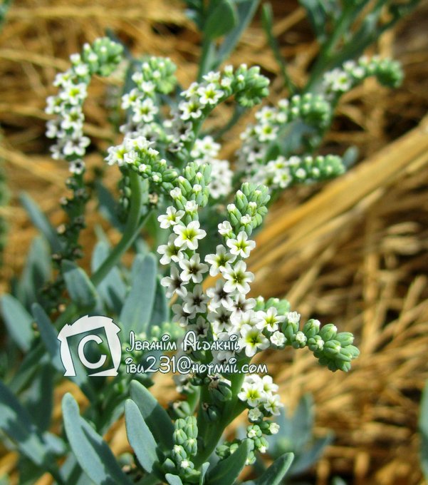 الرمرام - تصوير: أ