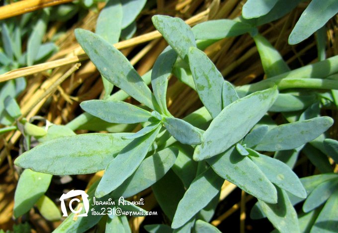 الرمرام - تصوير: أ