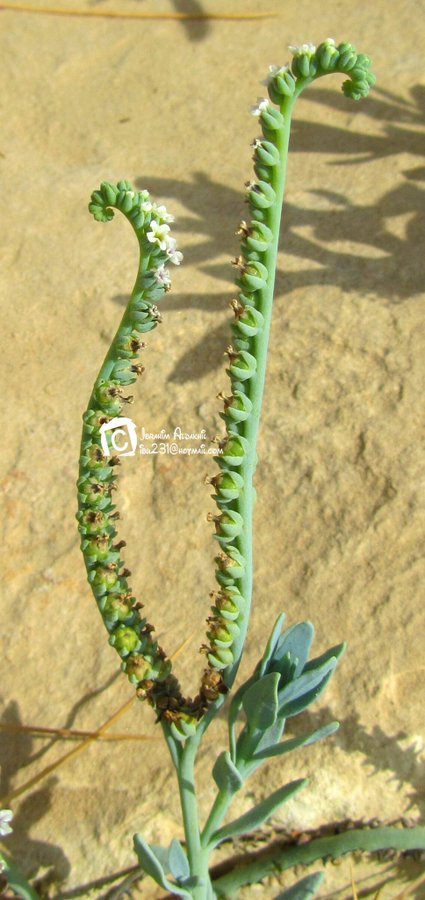 الرمرام - تصوير: أ