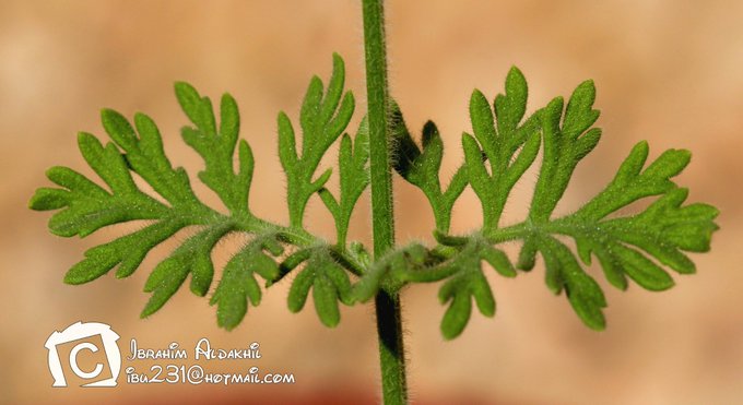 lavandula_pubescens_3
