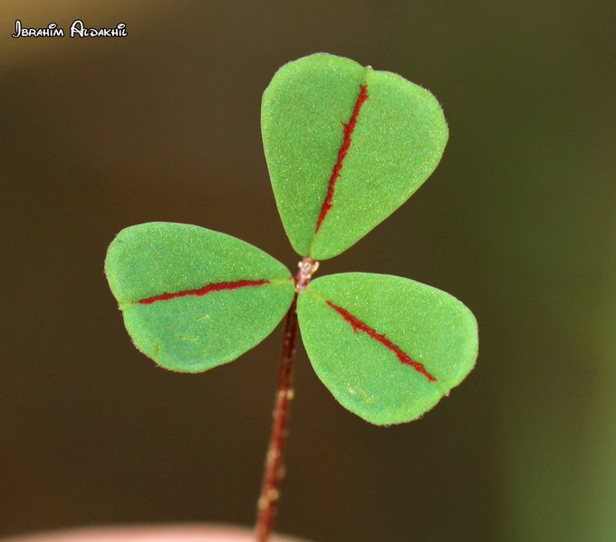 الذرق (النفل) - تصوير: أ