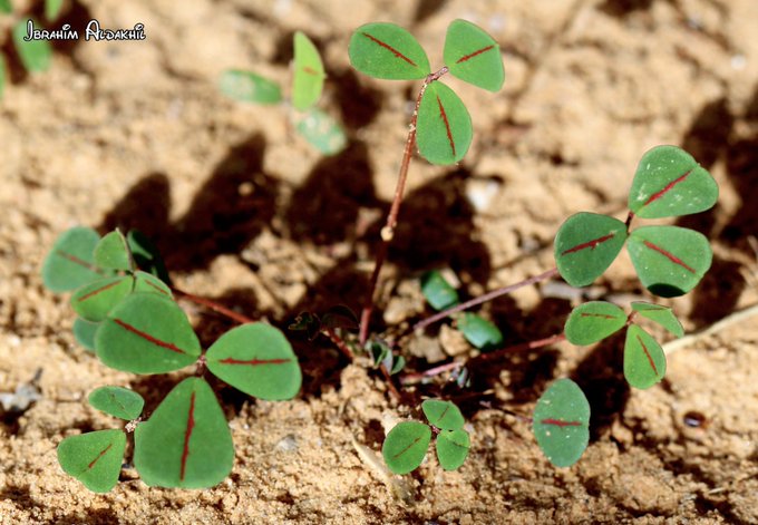 الذرق (النفل) - تصوير: أ