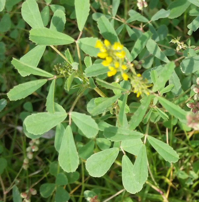 الذرق (النفل) - تصوير: أ