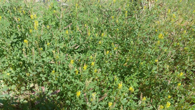 الذرق (النفل) - تصوير: أ