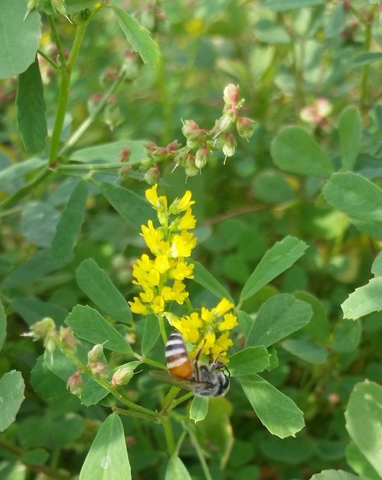 الذرق (النفل) - تصوير: أ
