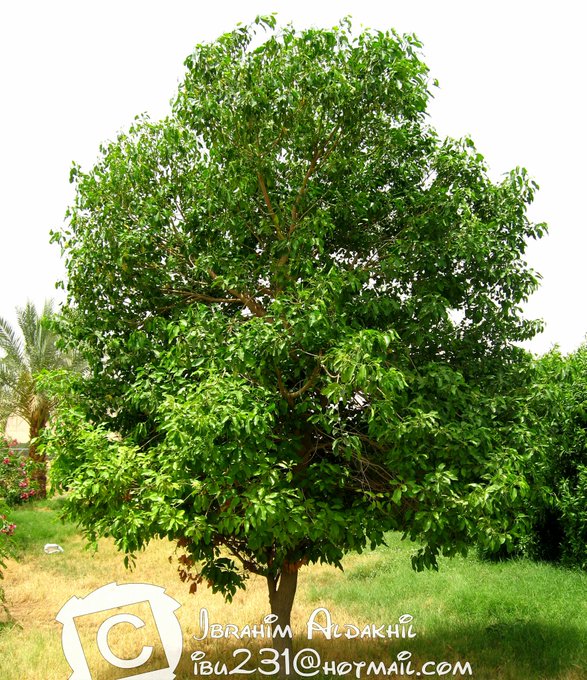 اللبخ - تصوير: أ
