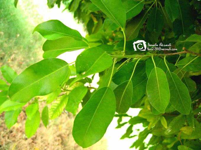اللبخ - تصوير: أ