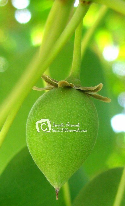 ثمرة اللبخ - تصوير: أ