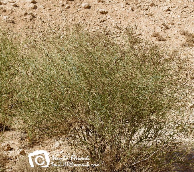 السواس - تصوير: أ