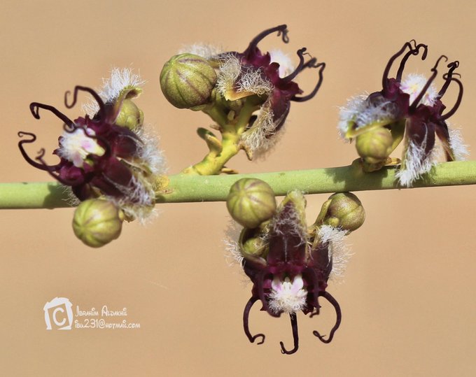 السواس - تصوير: أ