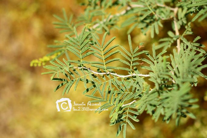 الينبوت - تصوير: أ