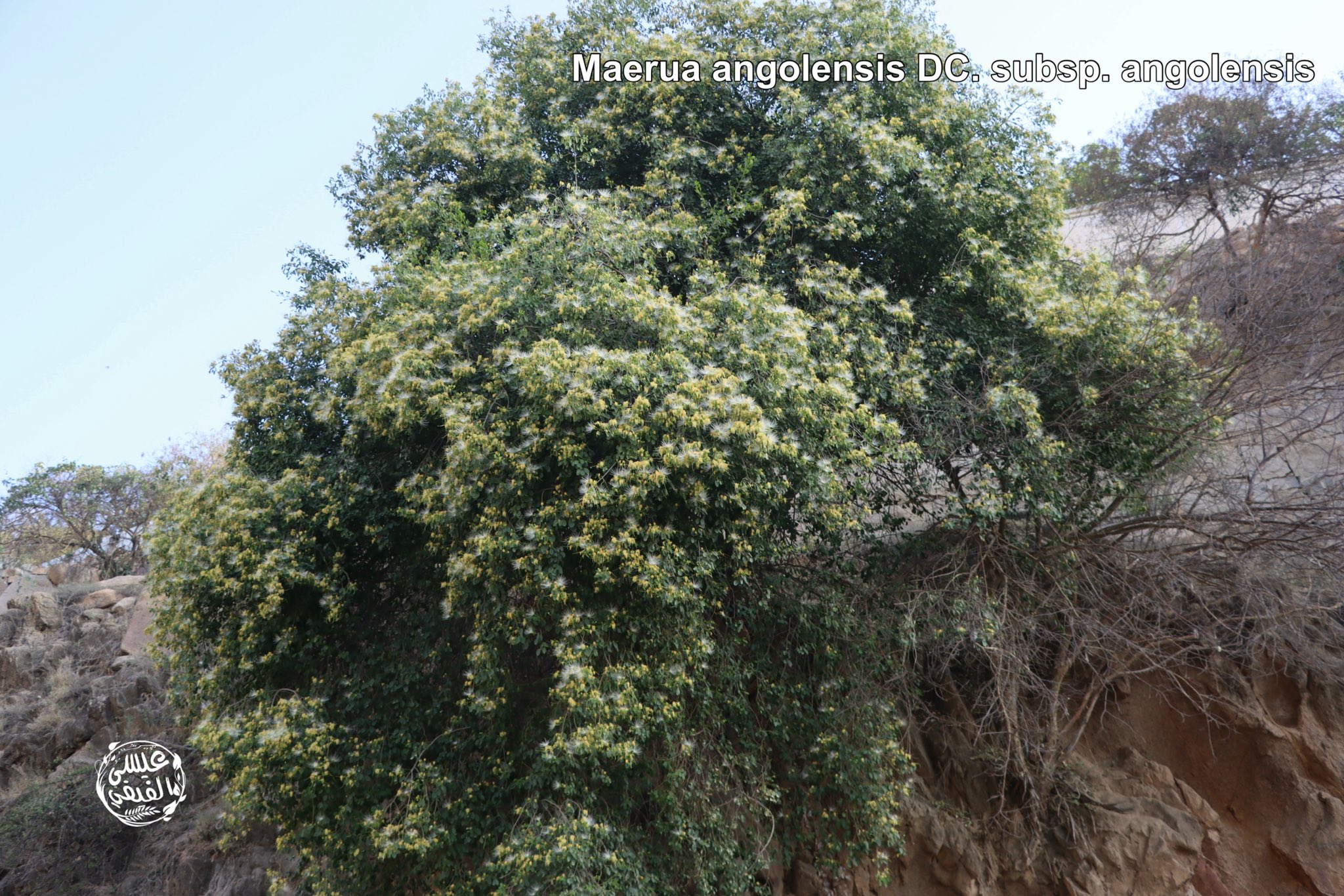 القضب 2 - تصوير عيسى الفيفي