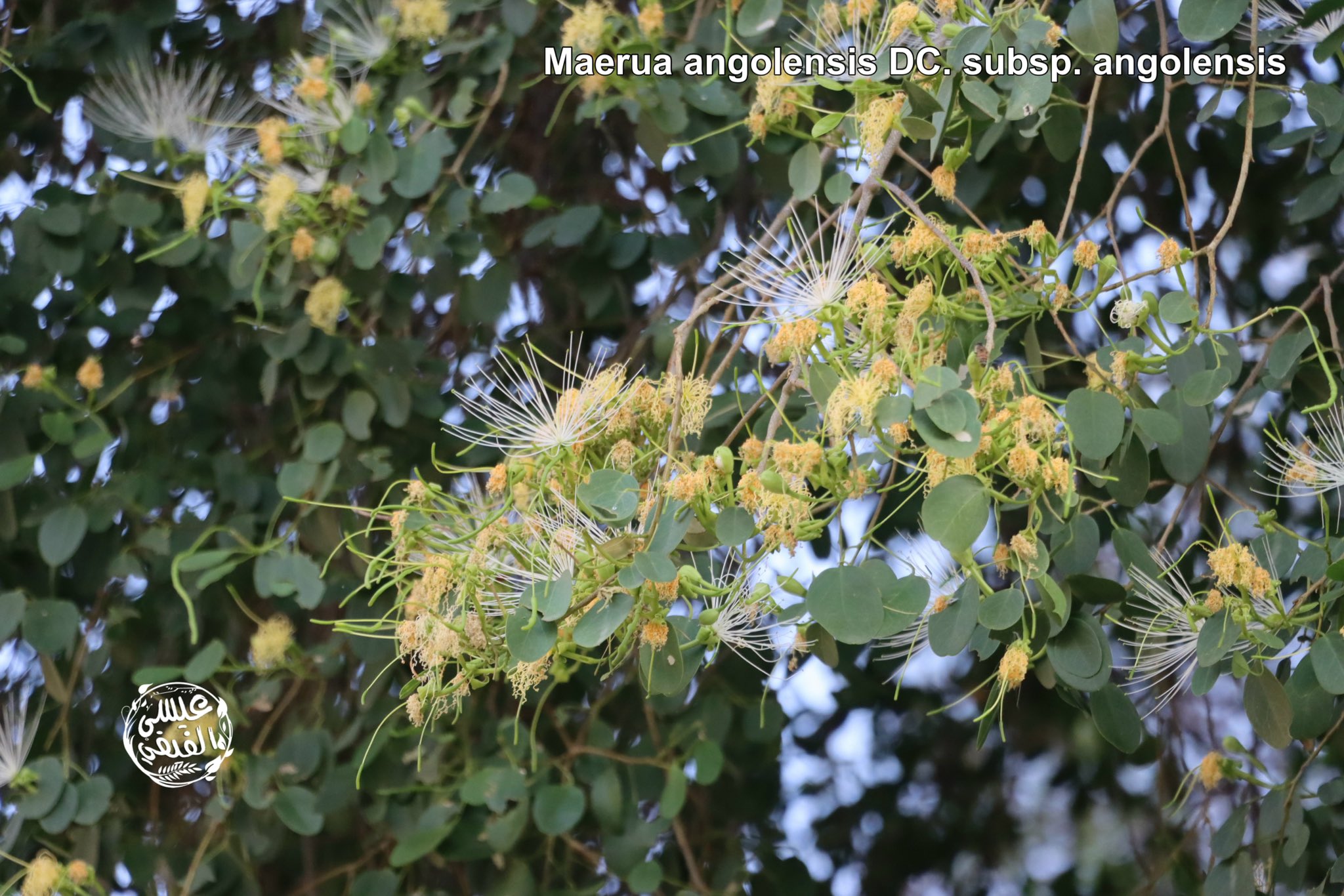 القضب 2 - تصوير عيسى الفيفي