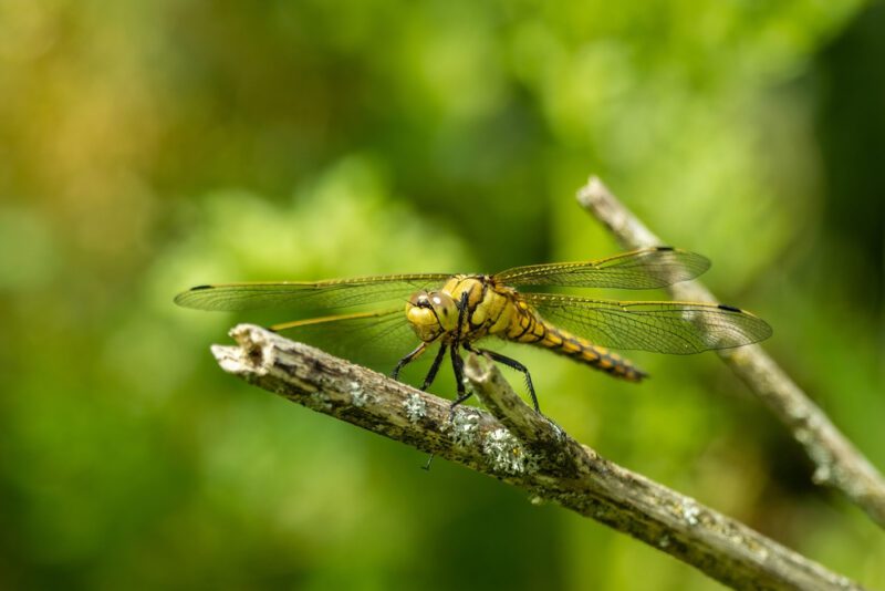 Black-tailed Skimmer الرعاش اللازوردي