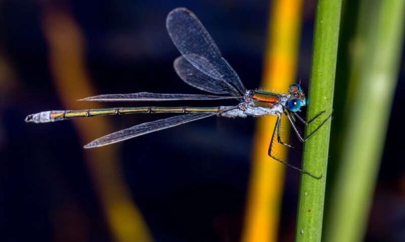 Emerald Damselfly الرعاش الزمردي